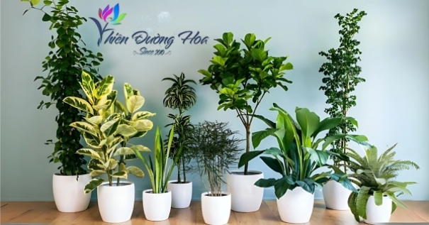 Top 3 địa chỉ bán cây cảnh phong thủy tại Bình Dương