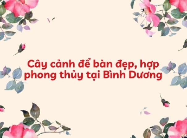 Cây cảnh để bàn đẹp, hợp phong thủy tại Bình Dương