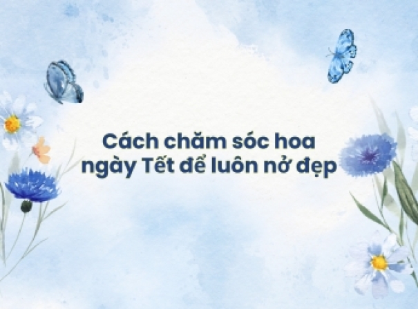 Cách chăm sóc hoa ngày Tết để luôn nở đẹp