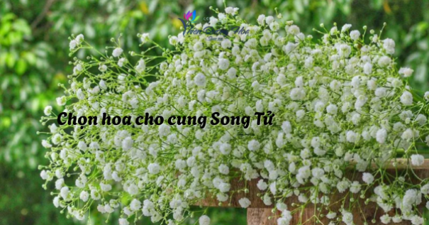 Hoa dành cho Song Tử – Nhẹ nhàng, thông minh và sáng tạo