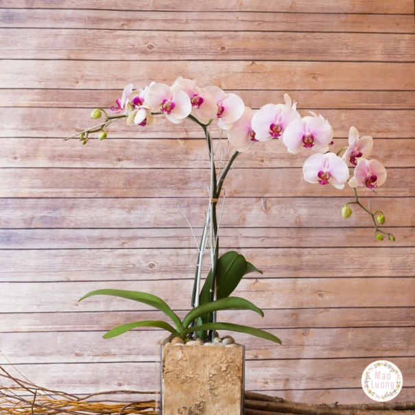 Lan Hồ Điệp – biểu tượng của vẻ đẹp sang trọng, quý phái