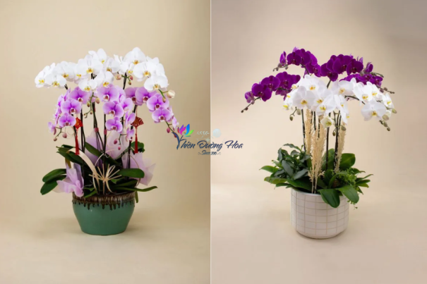 Hoa lan uyên ương hồ điệp – Biểu tượng tình yêu viên mãn & hạnh phúc lứa đôi