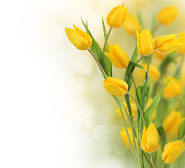 Ý nghĩa hoa tulip : tình yêu và may mắn