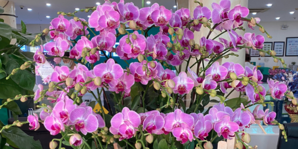 Những điều cần biết khi chọn hoa tươi - Hoa tươi Bình Dương