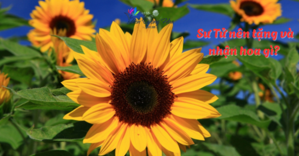 Sư Tử nên tặng và nhận hoa gì? Mạnh mẽ, thu hút và nổi bật