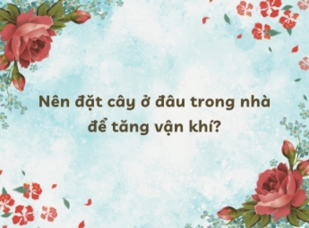 Nên đặt cây ở đâu trong nhà để tăng vận khí?