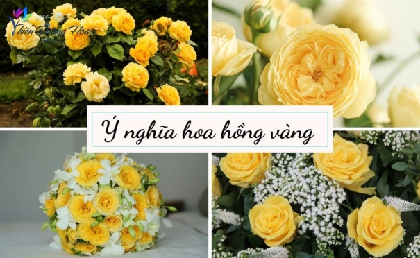 Câu chuyện khách hàng: một bó hoa hồng vàng để xin lỗi