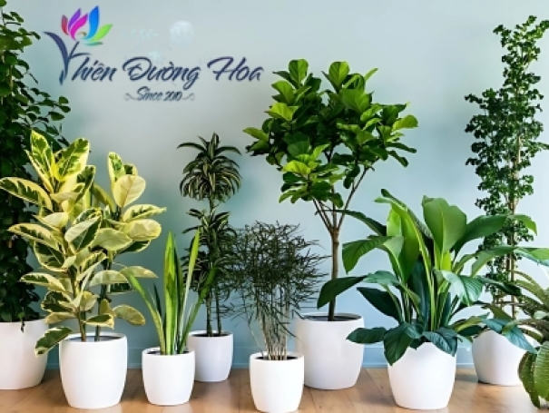 Top 3 địa chỉ bán cây cảnh phong thủy tại Bình Dương