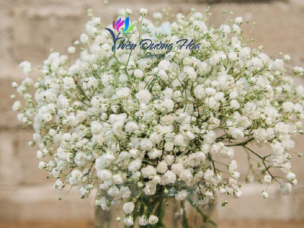 Hoa baby – Nhỏ bé nhưng tinh tế và đầy ý nghĩa