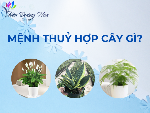 Mệnh Thủy hợp cây gì? 5 loại cây người giàu thường trồng