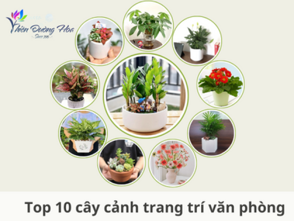 Top 10 cây trang trí văn phòng đem lại tài lộc cho bạn