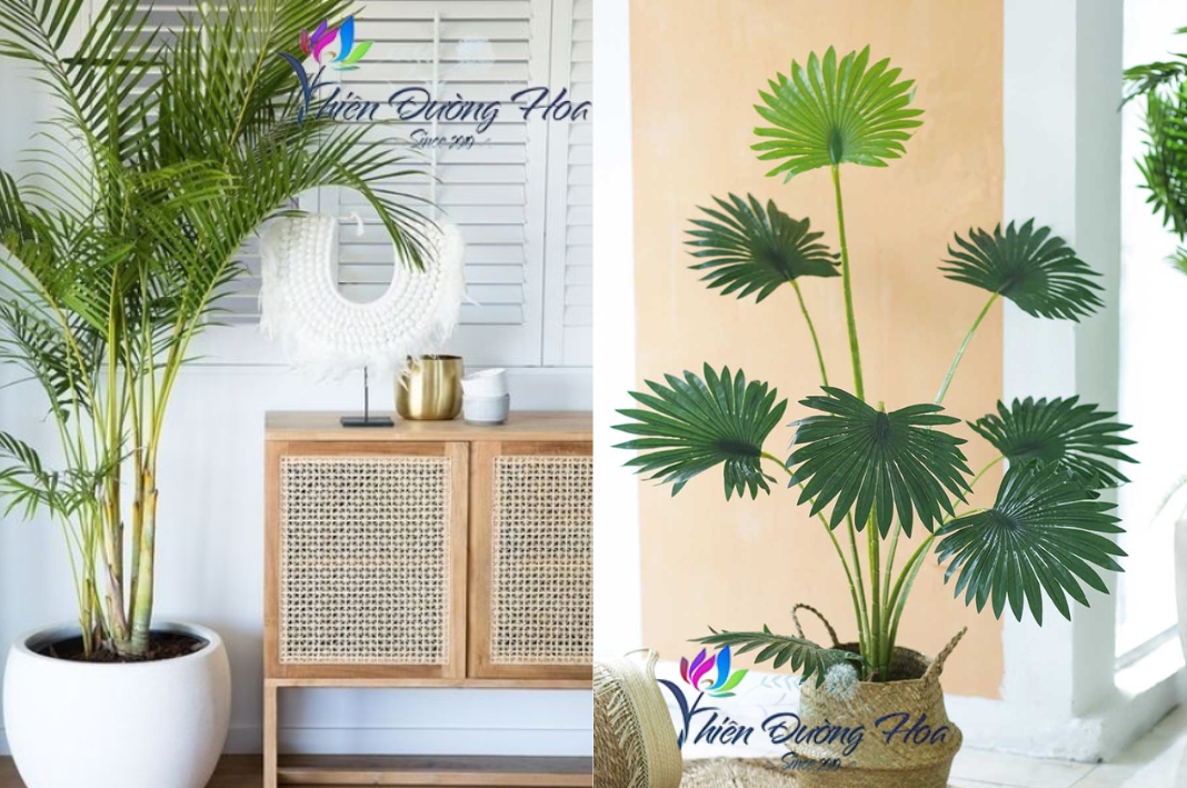 Tìm kiếm cây cảnh ưng ý tại Thiên Đường Hoa – Địa chỉ bán cây cảnh Thủ Dầu Một uy tín!