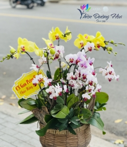 Giỏ Lan Mini- 01