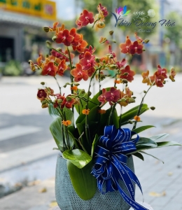 Chậu mini - Cam thiên hoàng