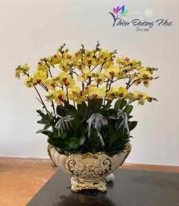 Chậu lan mini Vip