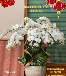 Mộc lan