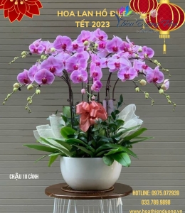 Má Hồng