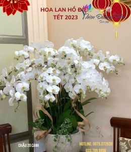 Trắng V3