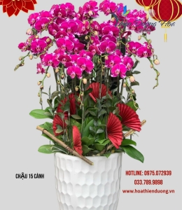 Tím mộng mơ