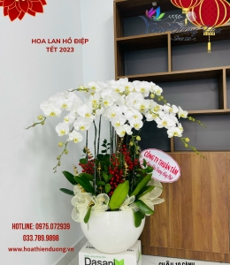 Trắng V3 No1