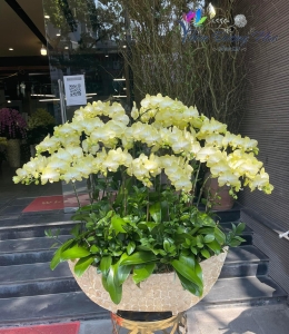 Tiên phong- 001