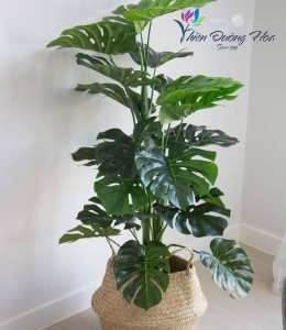 Trầu Bà Nam Mỹ