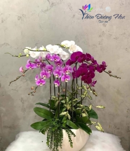 Hoa lan tam sắc