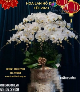 Chậu Trắng Vip