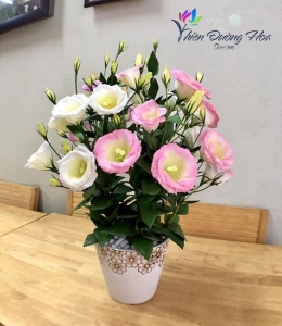 Hoa cát tường