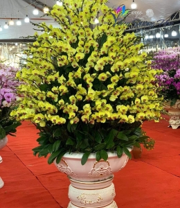 Chậu lan hồ điệp - Thịnh Vượng 01