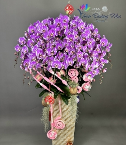 Chậu lan bản đồ tím 30 cành 