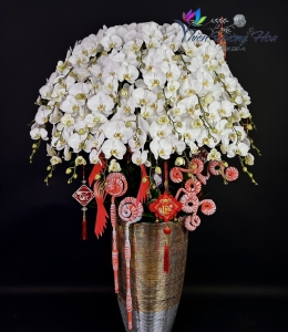 Chậu lan trắng 30 cành 