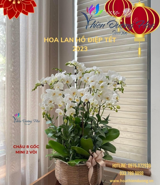 Mini trắng Anna