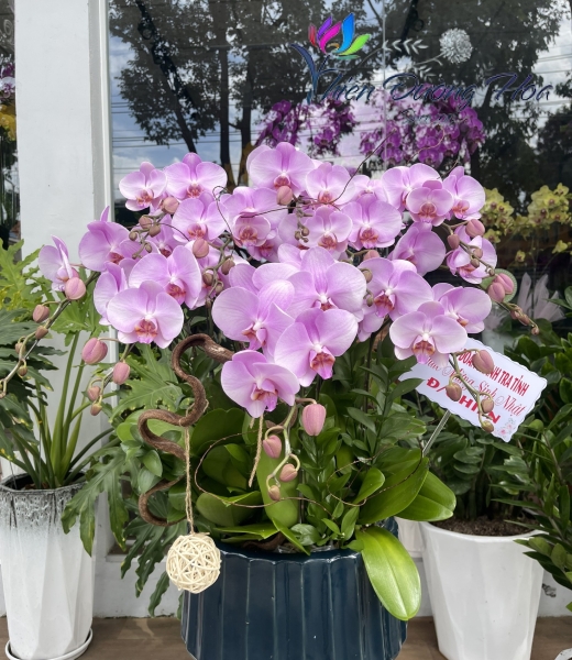 Diễm hồng D22