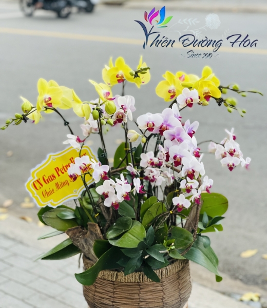 Giỏ Lan Mini- 01