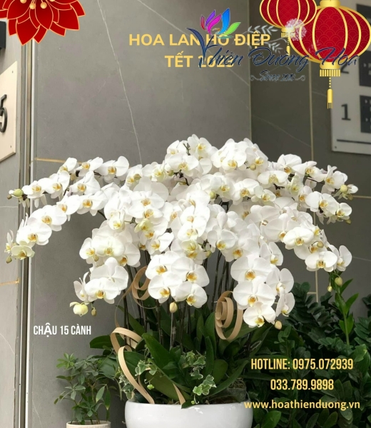 Vạn phúc