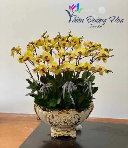 Chậu lan mini Vip