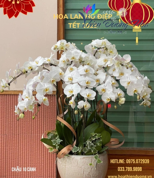 Mộc lan
