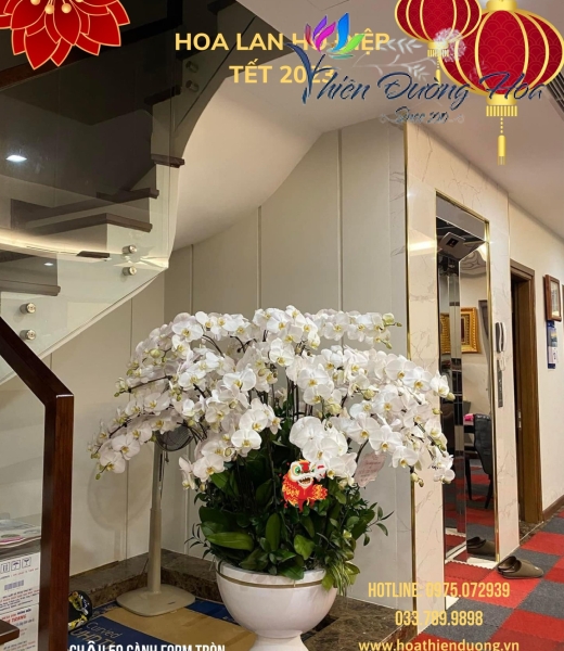 Thanh nhã 01