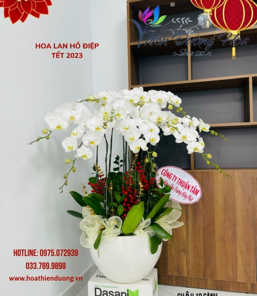 Trắng V3 No1