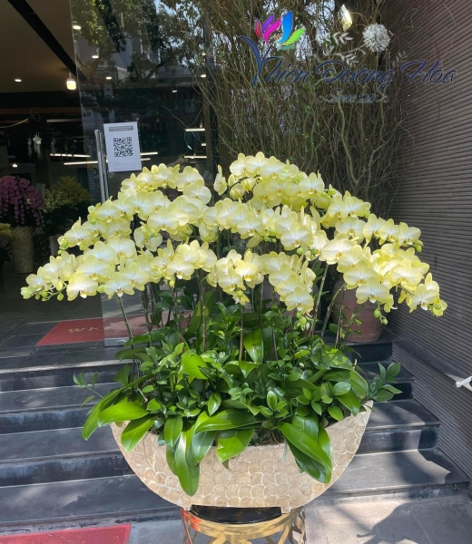 Tiên phong- 001