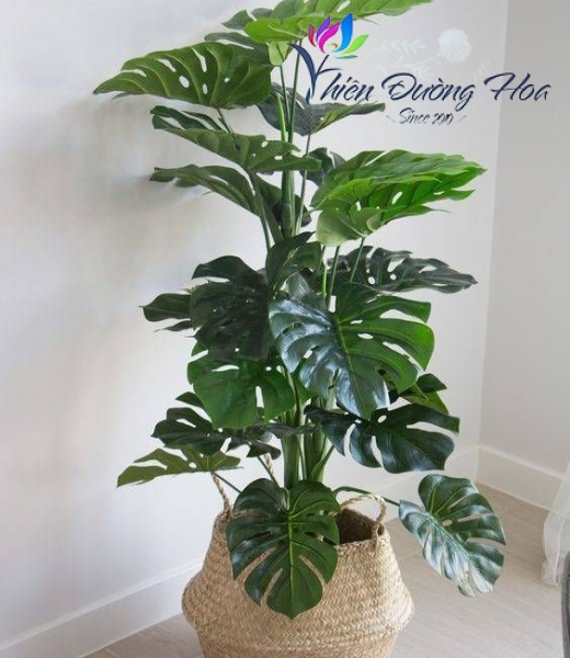 Trầu Bà Nam Mỹ