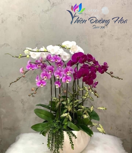 Hoa lan tam sắc