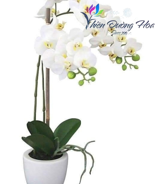 Hoa lụa cao cấp - TĐH 12