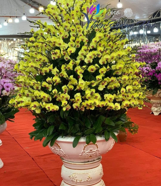 Chậu lan hồ điệp - Thịnh Vượng 01