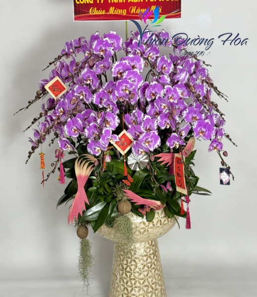 Chậu lan tím bản đồ 30 cành