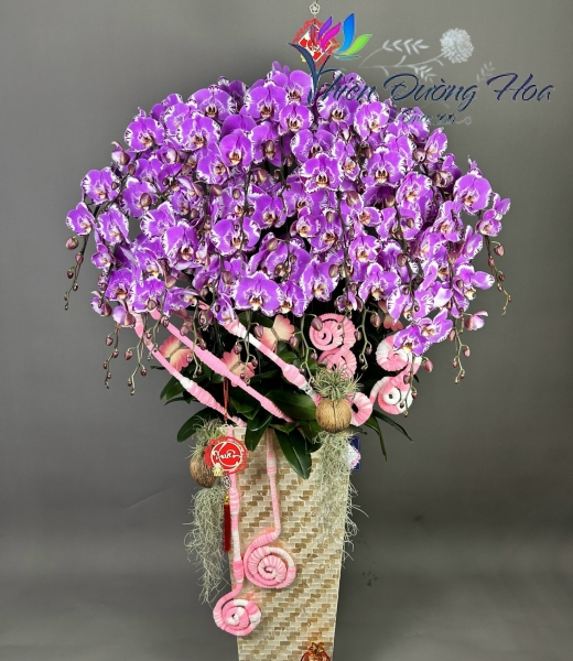 Chậu lan bản đồ tím 30 cành 